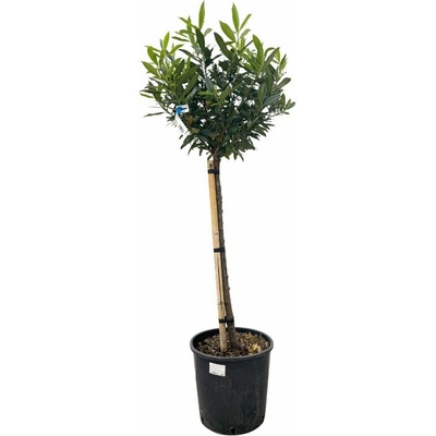 Vavrínovec lekársky Otto Luyken na 70-80 cm kmienku, výška 110-130 cm, kvetináč 18 l