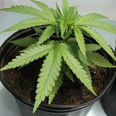 Mr. Nice Skunk Haze regular semienka neobsahujú THC 15 ks