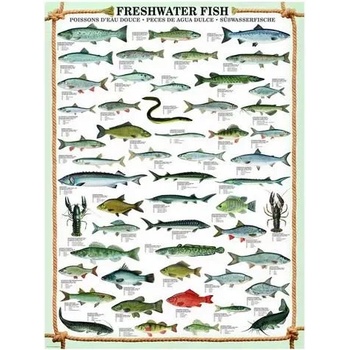 Image 1 of EUROGRAPHICS - Puzzle Freshwater fish - 1 000 piese