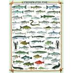 EUROGRAPHICS - Puzzle Freshwater fish - 1 000 piese