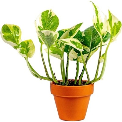Gardners Epipremnum N Joy, průměr 6 cm Šplhavník