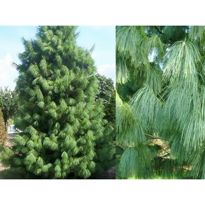Borovica himalájska Wallichiana, výška 110-130 cm, kvetináč 25 l