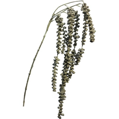 Laskavec Nový - Amaranthus šedý 105 cm