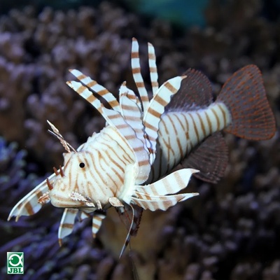 Jbl MotionDeco Lionfish - Декоративна силиконова риба дракон за аквариуми, 12/9 см