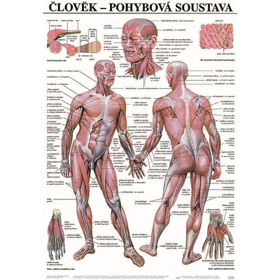 Scientia Pohybová soustava, 67 x 96 cm