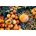 Byon Кана Byon Peach 1, 8 L (5228660611)