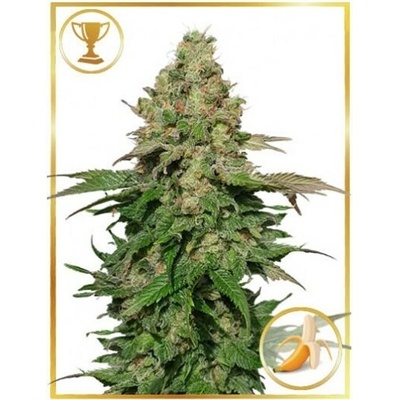 Mr. Hide Seeds Mr. Black Banana semienka neobsahujú THC 100 ks