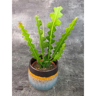 Epiphyllum Anguliger 10,5 cm (Rybí kost, pokojovka na přímé slunko)