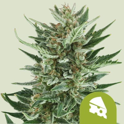 Royal Queen Seed Royal Critical Auto semena neobsahují THC 10 + 10 ks Royal Cheese Auto