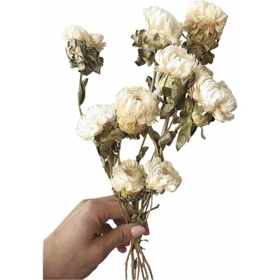 Helichrysum, slaměnka bílá