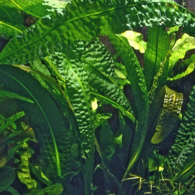 Aponogeton bolivinianus