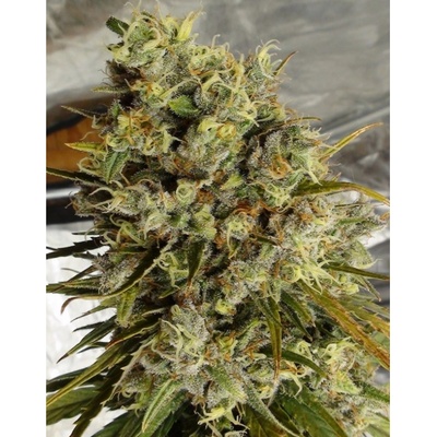 Ace Seeds C5 Haze x Kali China semena neobsahují THC 5 ks