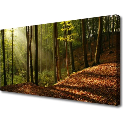 Obraz Canvas Les stromy príroda 100x50 cm