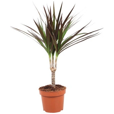 Dracéna FloraSelf Dracaena Marginata cca 65 cm kvetináč Ø 12 cm