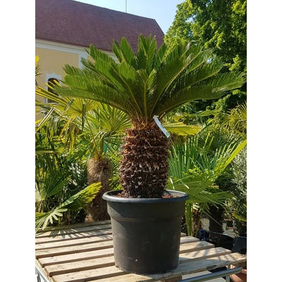 Cykas japonský (Cycas revoluta) kmeň 40-50cm