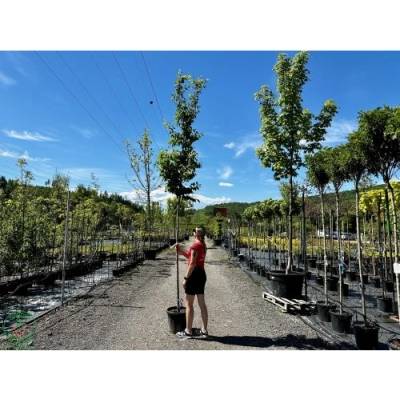 Hrab obyčajný (Carpinus betulus) - výška 380-400 cm, obvod kmeňa 6/8 cm, kont. C35L/44L