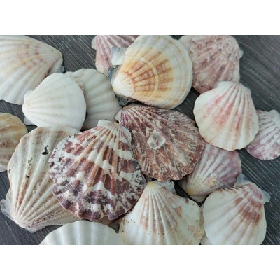 Dijk Natural Collection Mušle Pecten nobilis 100 g