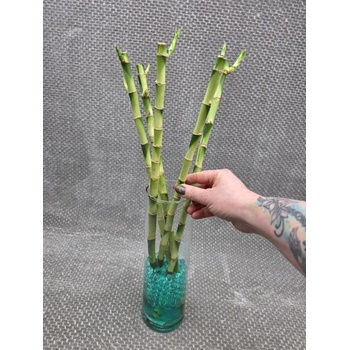 Bambus LUCKY BAMBOO 50 cm rovn od 69 K - Heureka.cz