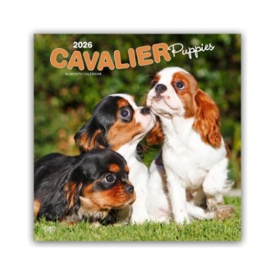 Browntrout Verlags GmbH Cavalier King Charles Spaniel Puppies - Cavalier King Charles Spaniel Welpen 2026 - 16-Monatskalender | BrownTrout Publishers Inc