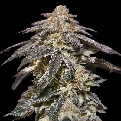 00 Seeds Bank AUTO Apple Bananas semena neobsahují THC 5 ks