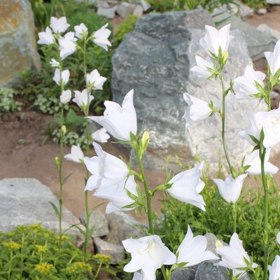 Zvonek broskvolistý bílý - Campanula persicifolia alba - semena zvonku - 300 ks