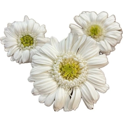 Stabilizované kvety Gerbera - bielozelený Kus: 1