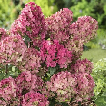 Image 1 of Petite Star - Хортензия паникулата
