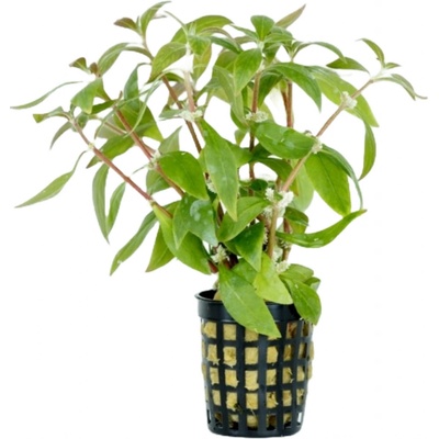 Alternanthera reineckii