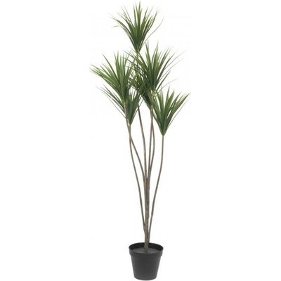 Palma Yucca, 130cm