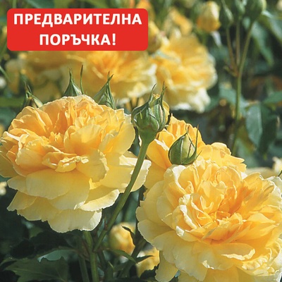 David Austin® Роза Molineux® - David Austin®