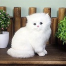 CutePets mačka biela