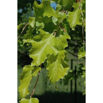 Fagus sylvatica Rohan Gold (buk lesn) - Heureka.cz