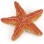 Papo Фигурка Starfish (56050) - ozone