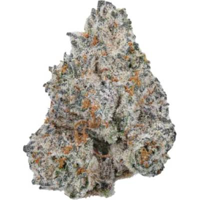 Growers Choice White Truffle semena neobsahují THC 5 ks