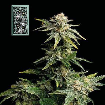 SEEDSMAN White Widow FAST semena neobsahují THC 3 ks