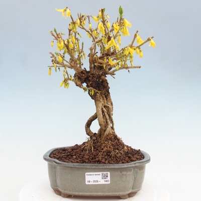 e-bonsai Venkovní bonsai - Zlatice - Forsythia koreana