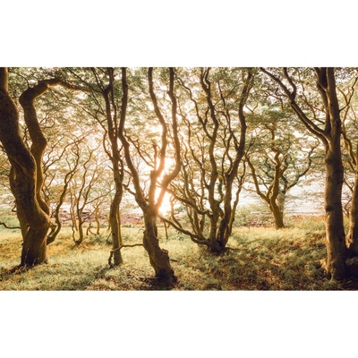 Komar Vliesová fototapeta Bold Birch 400 x 250 cm