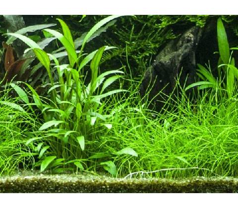 Cryptocoryne willisii