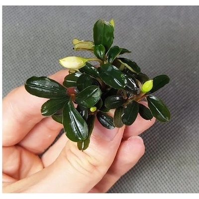 Bucephalandra Kedagang Round Mini