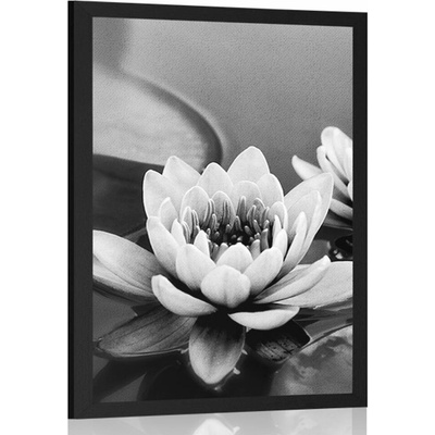 Plakát lotosový květ v jezeře v černobílém provedení - 20x30 black