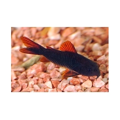 Pancéřníček Venezuela black, 3 cm