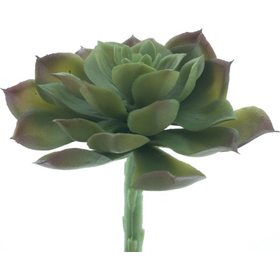 Sukulent „Aeonium Guanita“ zelený 14 cm