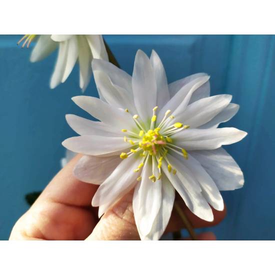 Poni Veni® Helleborus niger 'Double' - čemerica od 6,14 € - Heureka.sk