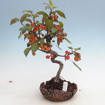 Venkovn bonsai - Malus halliana - Maloplod jablo - Heureka.cz