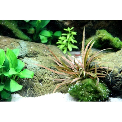 Cryptocoryne albida Brown