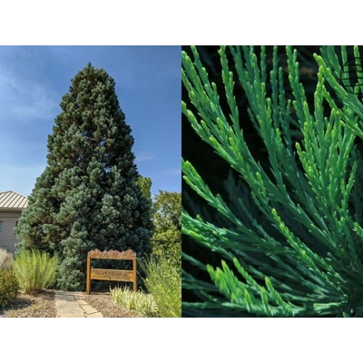 Sekvojovec mamutí 40-50 cm - Sequoiadendron giganteum, kont. 2,5 l