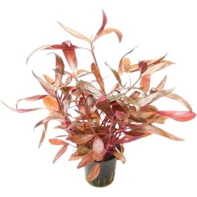 Alternanthera reineckii Rot 5 cm