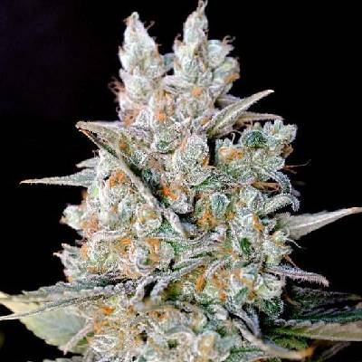 Genehtik Kritikal Bilbo AUTO semena neobsahují THC 5 ks