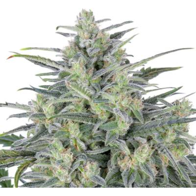Expert Seeds Critical Lights semena neobsahují THC 3 ks