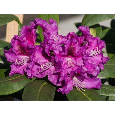 Rododendron Rasputin (kontejner C2)